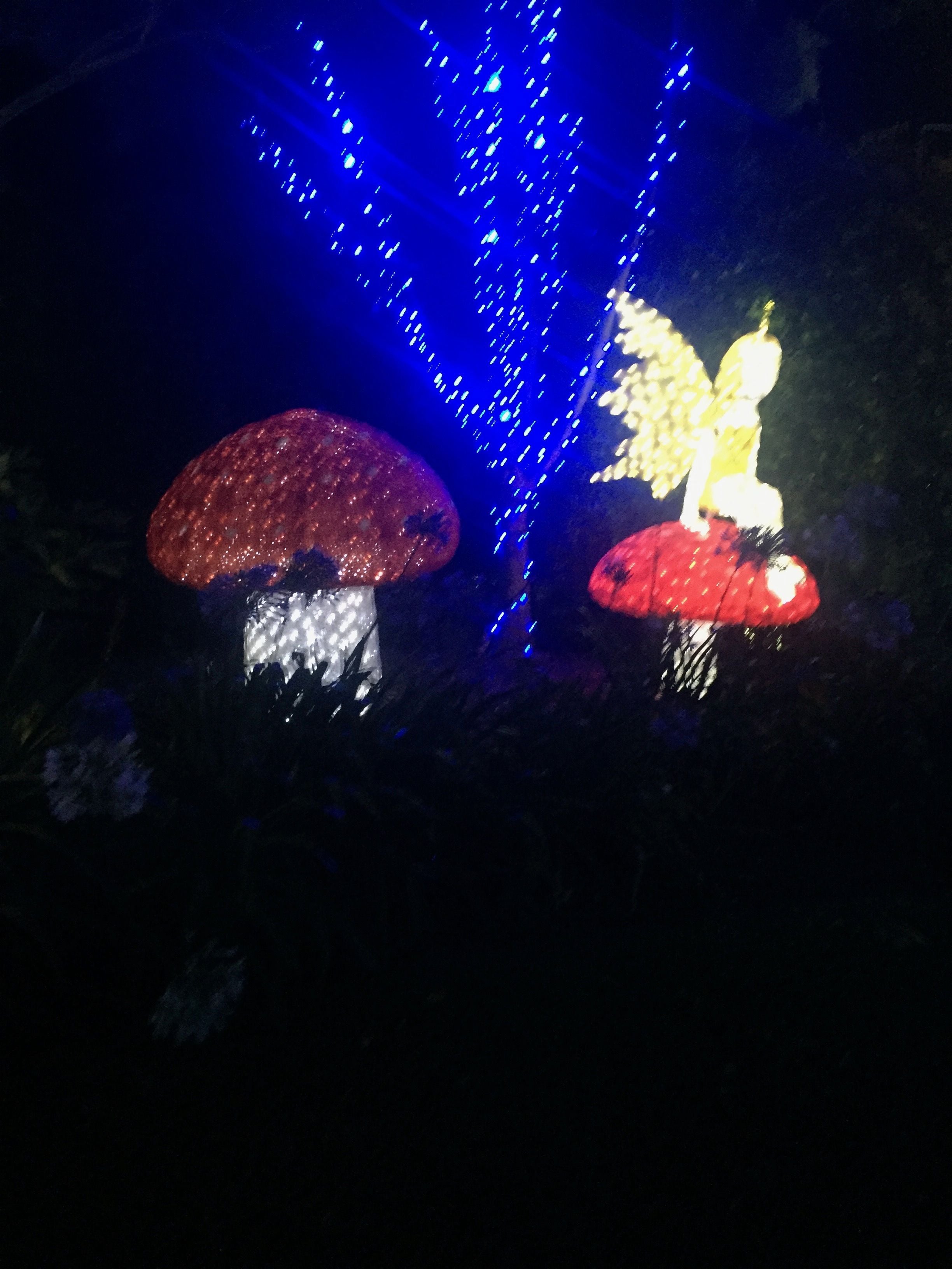 Hunter Valley Christmas Lights Spectacular Image -5b3abbe21b263